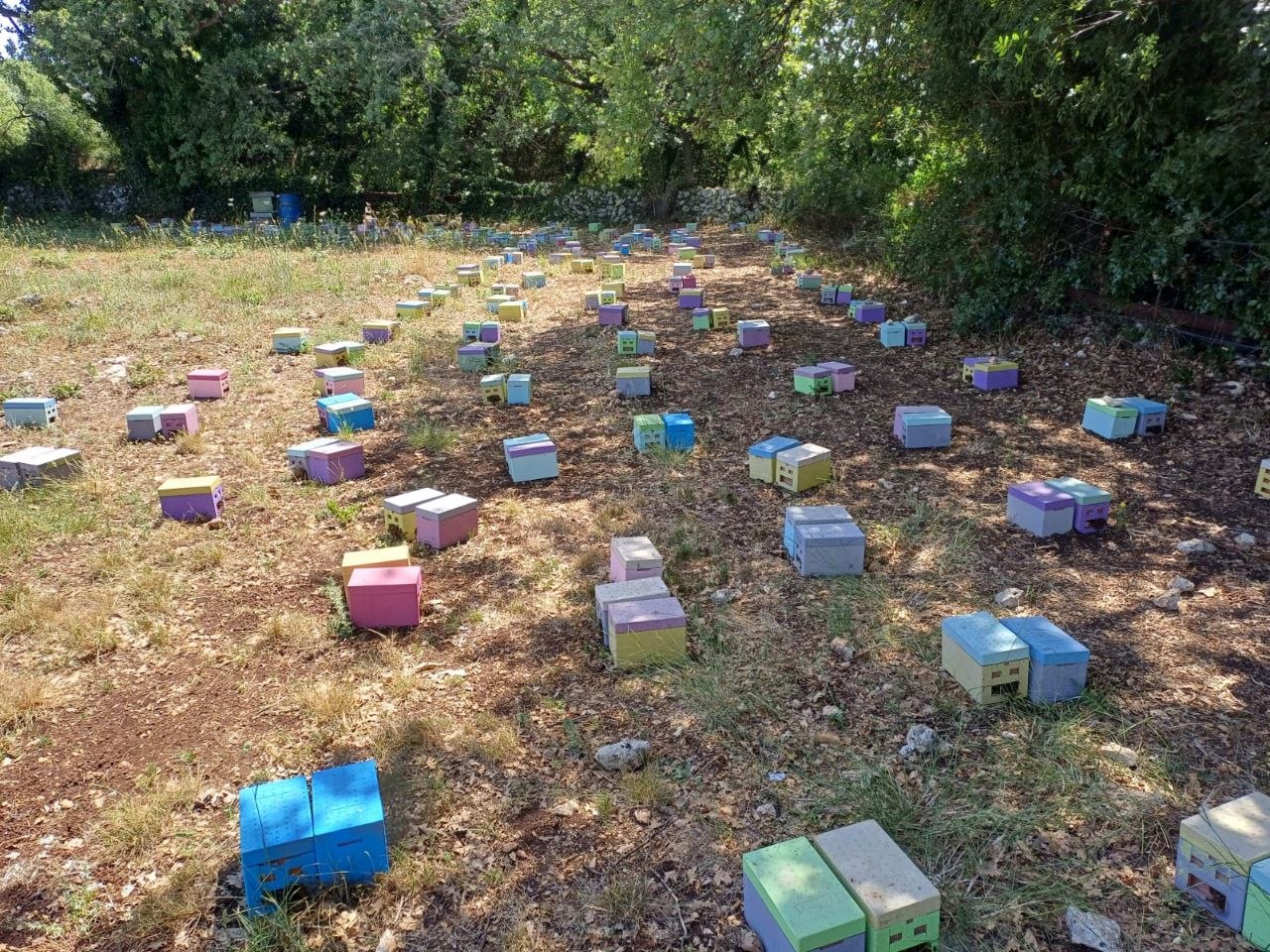 Api in campagna